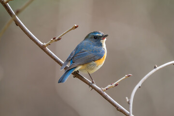 Red-flanked bluetail perching on the tree branch