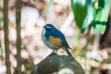 Red-flanked bluetail perching on the tree branch