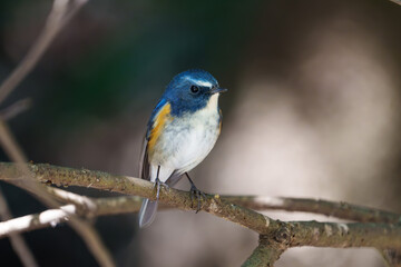 Obraz premium Red-flanked bluetail perching on the tree branch