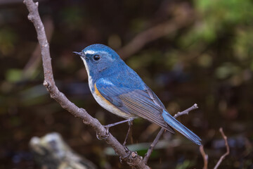 Red-flanked bluetail perching on the tree branch