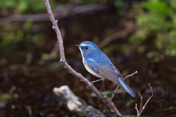 Obraz premium Red-flanked bluetail perching on the tree branch