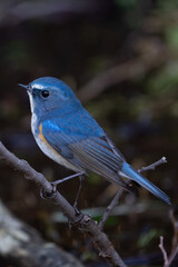 Red-flanked bluetail perching on the tree branch