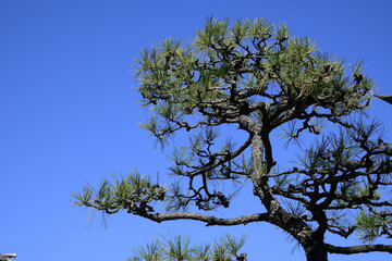 松の木と青空
