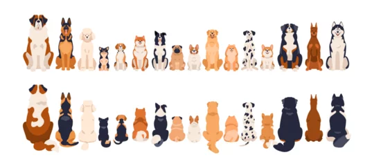 Papier Peint photo autocollant Échelle de hauteur Dogs border, front and back rear views, tails. Canine animal breeds in line, sitting in row. Many different doggies, cute puppies. Flat graphic vector illustration isolated on white background