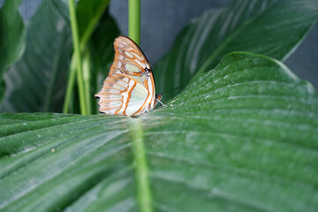 Profil d'un beau papillon