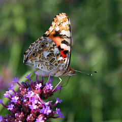 Papillon en équilibre sur la fleur
