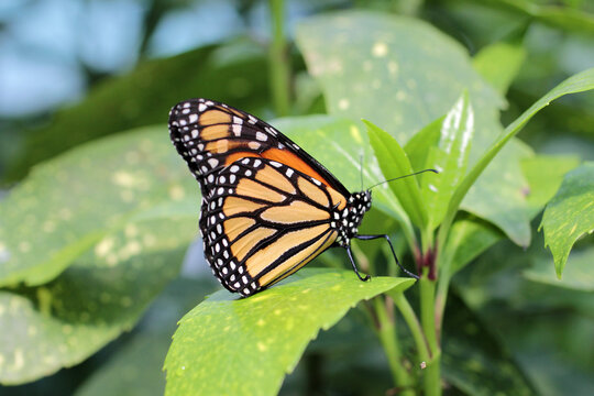 Un monarque sur une feuille
