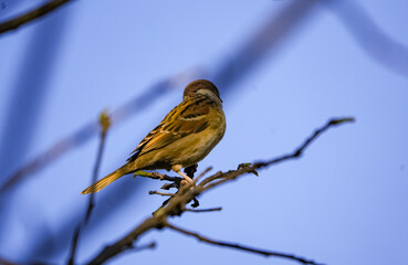 sparrow on a branch