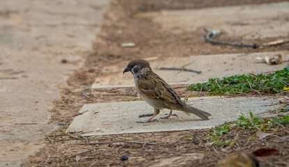 sparrow on the ground