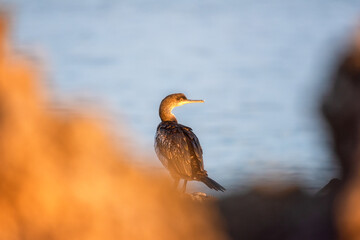 Great cormorant bird (Phalacrocorax carbo) on a stone at Mediterranean seacoast in sunset light, wild animal in nature, natural outdoor background - 755451604