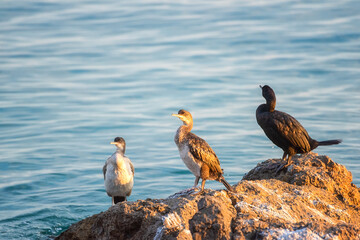 Great cormorant bird (Phalacrocorax carbo) on a stone at Mediterranean seacoast in sunset light, wild animal in nature, natural outdoor background - 755451607