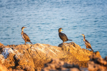Great cormorant bird (Phalacrocorax carbo) on a stone at Mediterranean seacoast in sunset light, wild animal in nature, natural outdoor background - 755451634