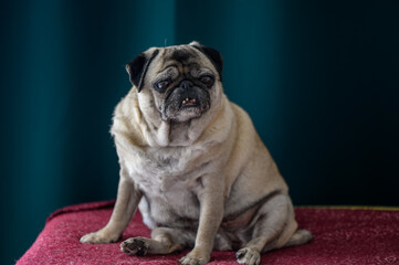 Senior pug sitting on the floor at home 2