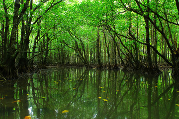 沖縄県西表島　仲間川の支流にあるマングローブのトンネル