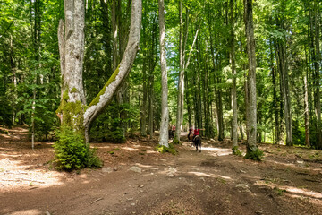 The carpathian forest in Romania 
