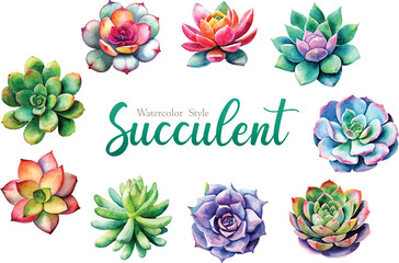 set of succulents