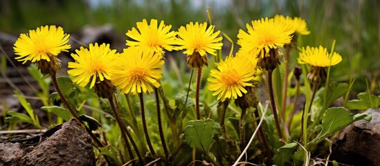 A group of vibrant yellow Tussilago flowers sprouting from the ground in a field. These wild medicinal plants are known for their healing properties, particularly their young blooms that are used in - obrazy, fototapety, plakaty
