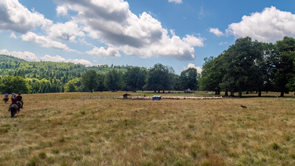 A Herd of Sheep in the Carpathian Mountains in Romania