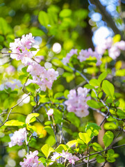 Malus halliana blooms in spring