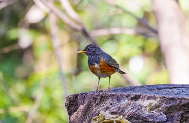 Black-breasted Thrush on a branch