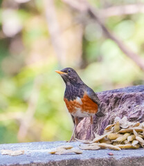 Black-breasted Thrush on a branch