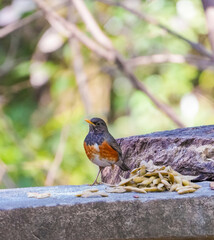 Black-breasted Thrush on a branch