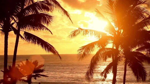 Watch as the silhouette of palm trees creates a striking contrast against the vibrant hues of the sunset, casting a serene and captivating scene.