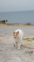 Cat on the beach