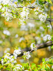 Callery Pear flower blooming