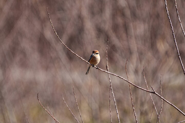 Male Bull-headed shrike perching on the tree branch.