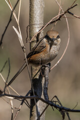 Male Bull-headed shrike perching on the tree branch.