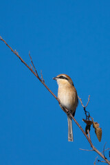 Male Bull-headed shrike perching on the tree branch.