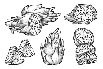 Set of pitaya sketch. Vector tropical and exotic fruit isolated. Pitahaya dessert cuisine or Asia plant. Vegetarian or vegan culinary ingredient. Dragonfruit harvest. Natural and organic nutrition.