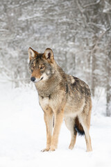 gray wolf standing on the snow in the forest