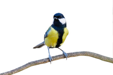 tit sitting on a branch isolated on a white background