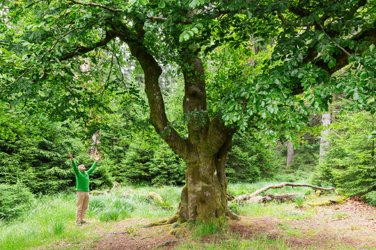 Man with arms raised standing by beech tree in forest