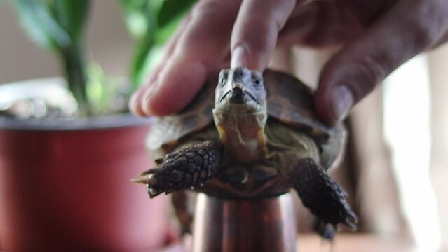 Strong male hands gently stroke turtle. Attachment to pet. Mutuality. Close-up. Turtle's day.