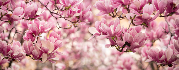 Floral pink spring background. Branches of Beautiful blossoming Magnolia Flowers, soft focus. Banner size..