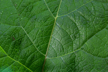 Abstract green leaves texture for background. Natural environment, ecological concept