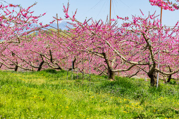 日本の風景・春　山梨県韮崎市　新府桃源郷の桃の花