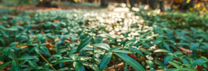 Green plants in the forest