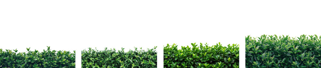 photo of Ficus hedges on transparency background PNG