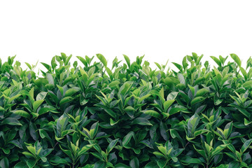 cherry laurel hedge website image vector style modern neatly trimmed on transparency background PNG - obrazy, fototapety, plakaty