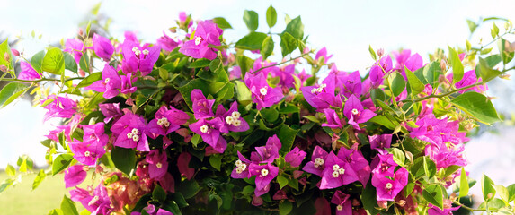 Blossoming bougainvillea Magenta flowers close up, abstract natural background. south tropical beautiful plant in garden. bright gentle floral image. template for design