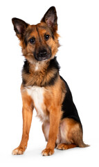 German Shepherd looking street dog, sitting up side slightly turnde, looking straight to camera, isolated on a white background