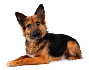 German Shepherd looking street dog, laying down side ways, looking straight to camera, isolated on a white background