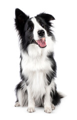 Beautiful black and white Border Collie, sitting up facing front with mouth open, looking slightly up beside camera, isolated on a white background