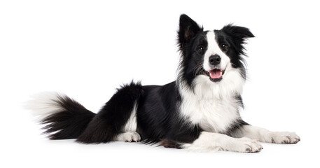 Beautiful black and white Border Collie, laying down side ways, mouth slightly open, looking...