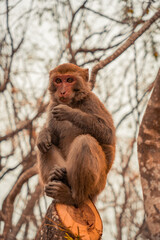 japanese macaque sitting on a tree