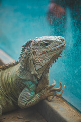 iguana on a tree